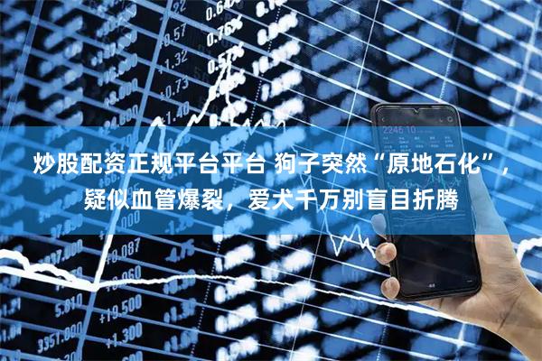 炒股配资正规平台平台 狗子突然“原地石化”，疑似血管爆裂，爱犬千万别盲目折腾